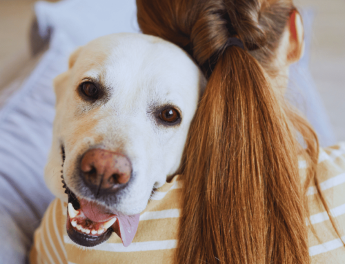 Animales de compañía: Un camino hacia la sanación para víctimas de violencia machista